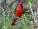 Northern Cardinal